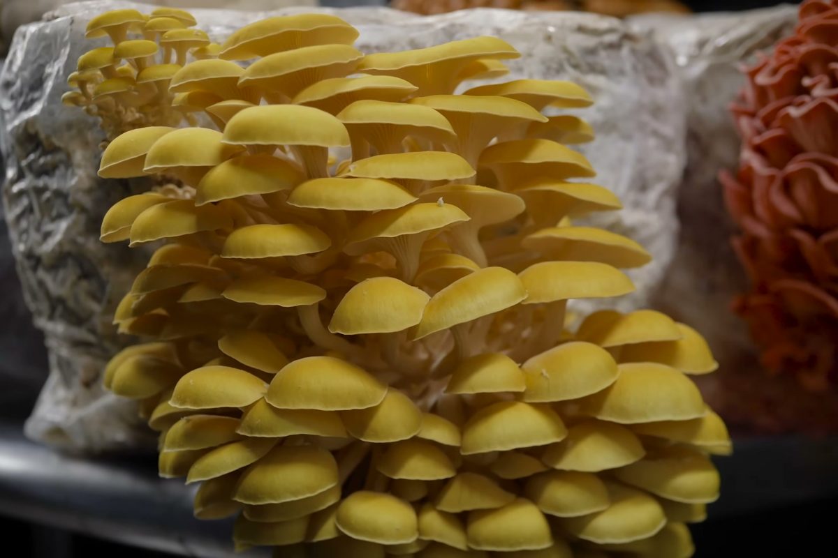 A yellow cluster of overlapping caps beside a pink cluster in a grow room.