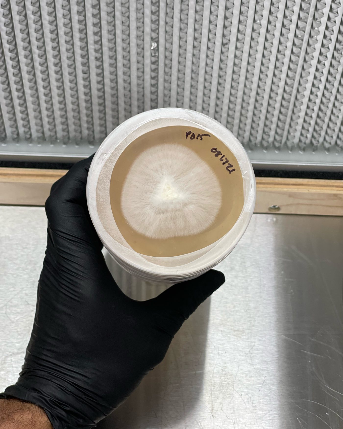 A hand in a black glove holds a stack of culture plates up in front of a laboratory filter; the top plate shows a round white colony of mycelium and a handwritten label.