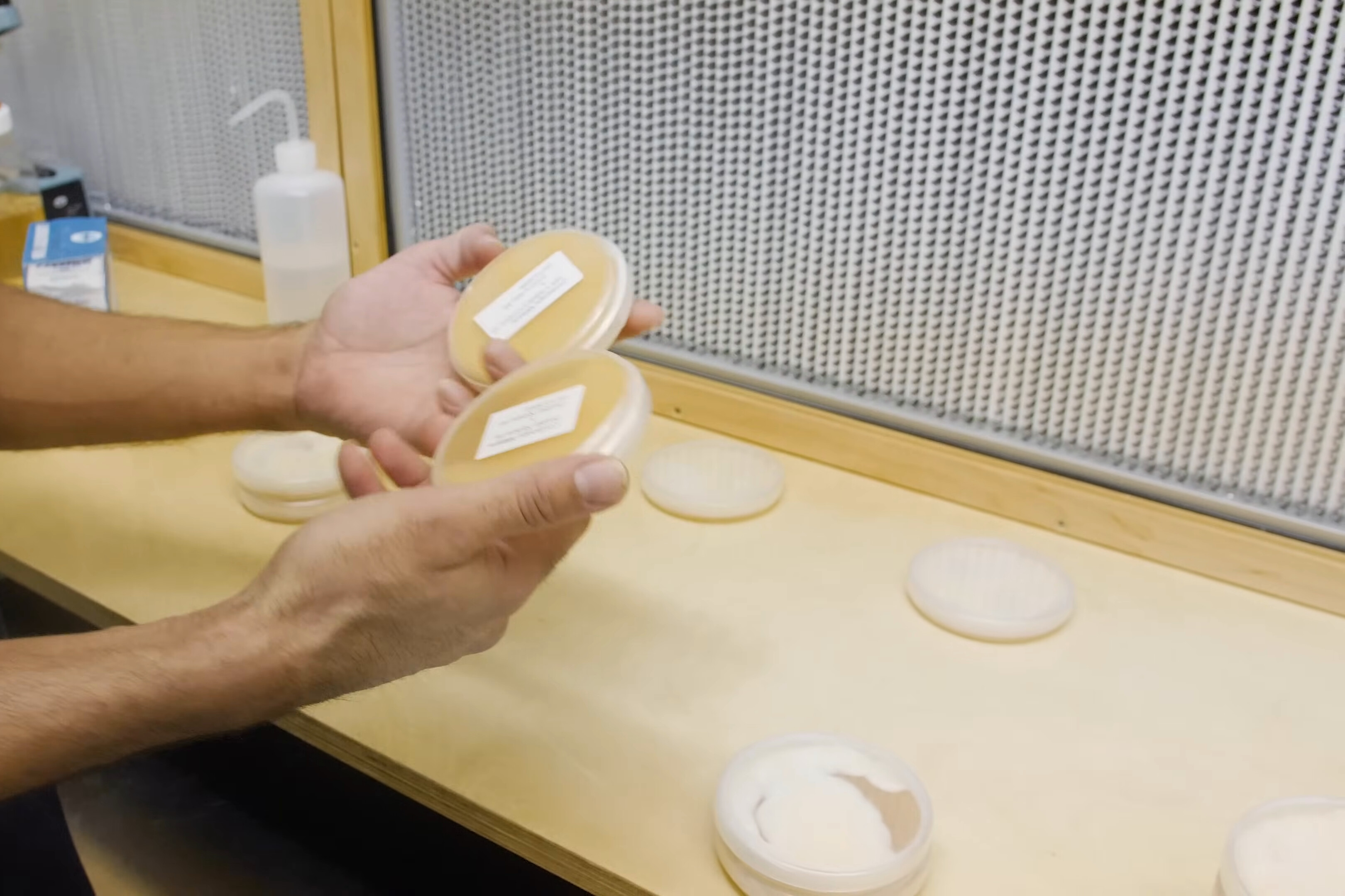 Two hands hold two labeled Petri dishes side by side above a lab bench, with more dishes on the bench behind.