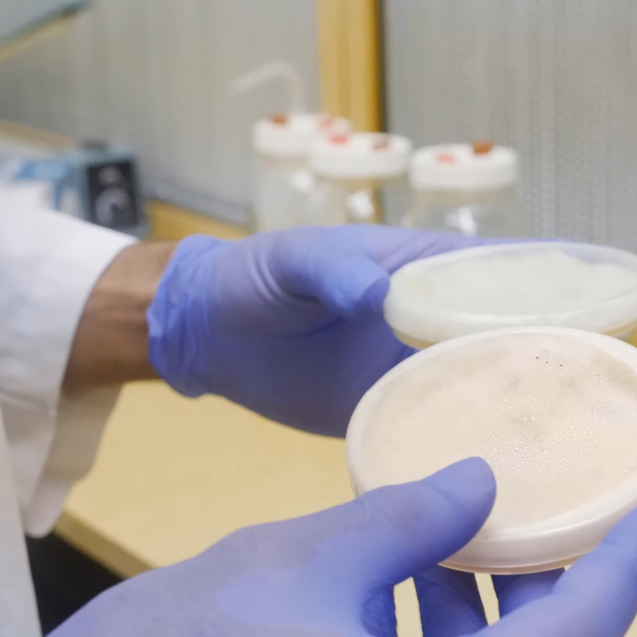 Gloved hands hold two Petri dishes covered in white mycelium up toward the camera, with jars of amber liquid behind.