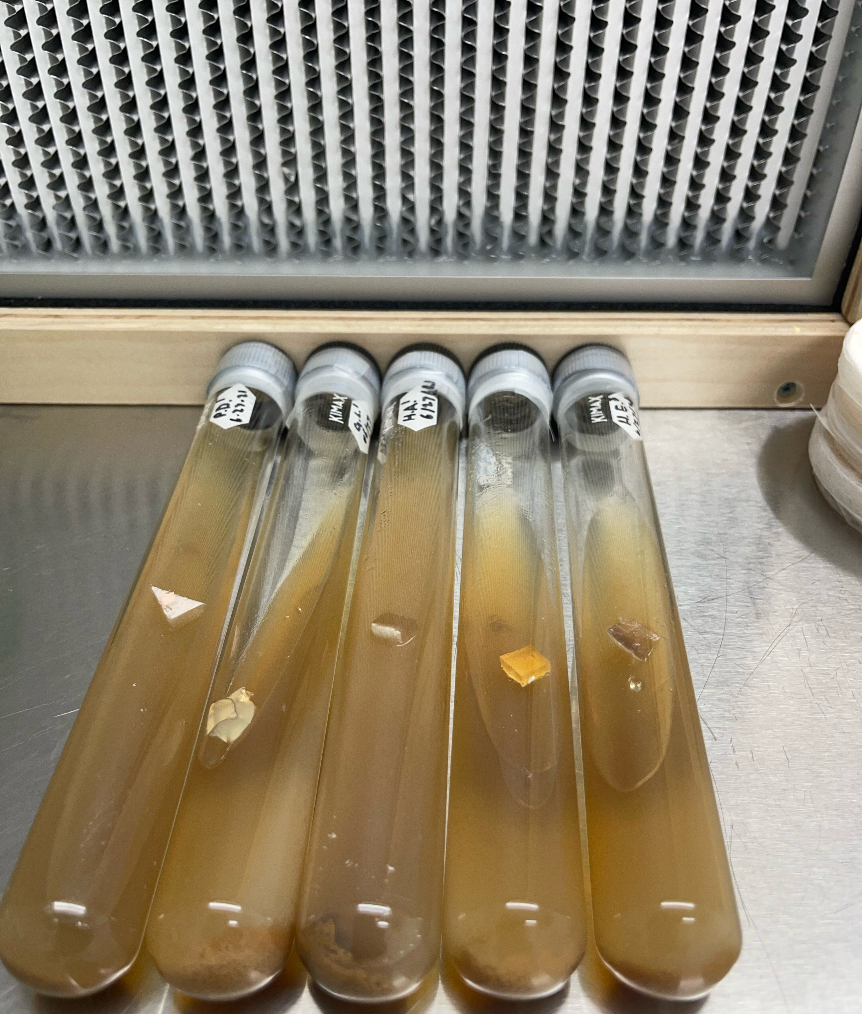 Five glass culture tubes lie side by side in front of a laboratory filter, each holding amber medium with a small piece of culture.