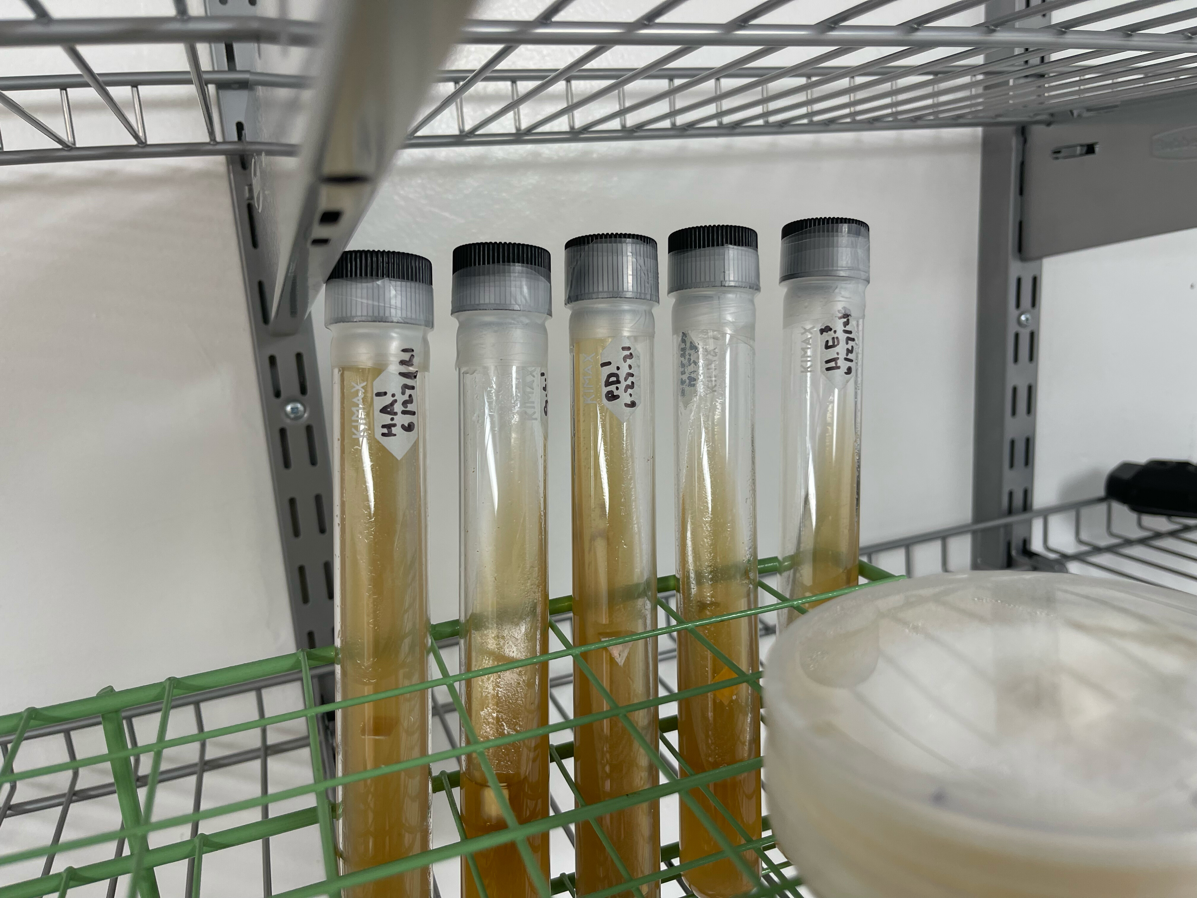 Five capped culture tubes stand in a green wire rack, each with a small handwritten label, beside a covered plate.