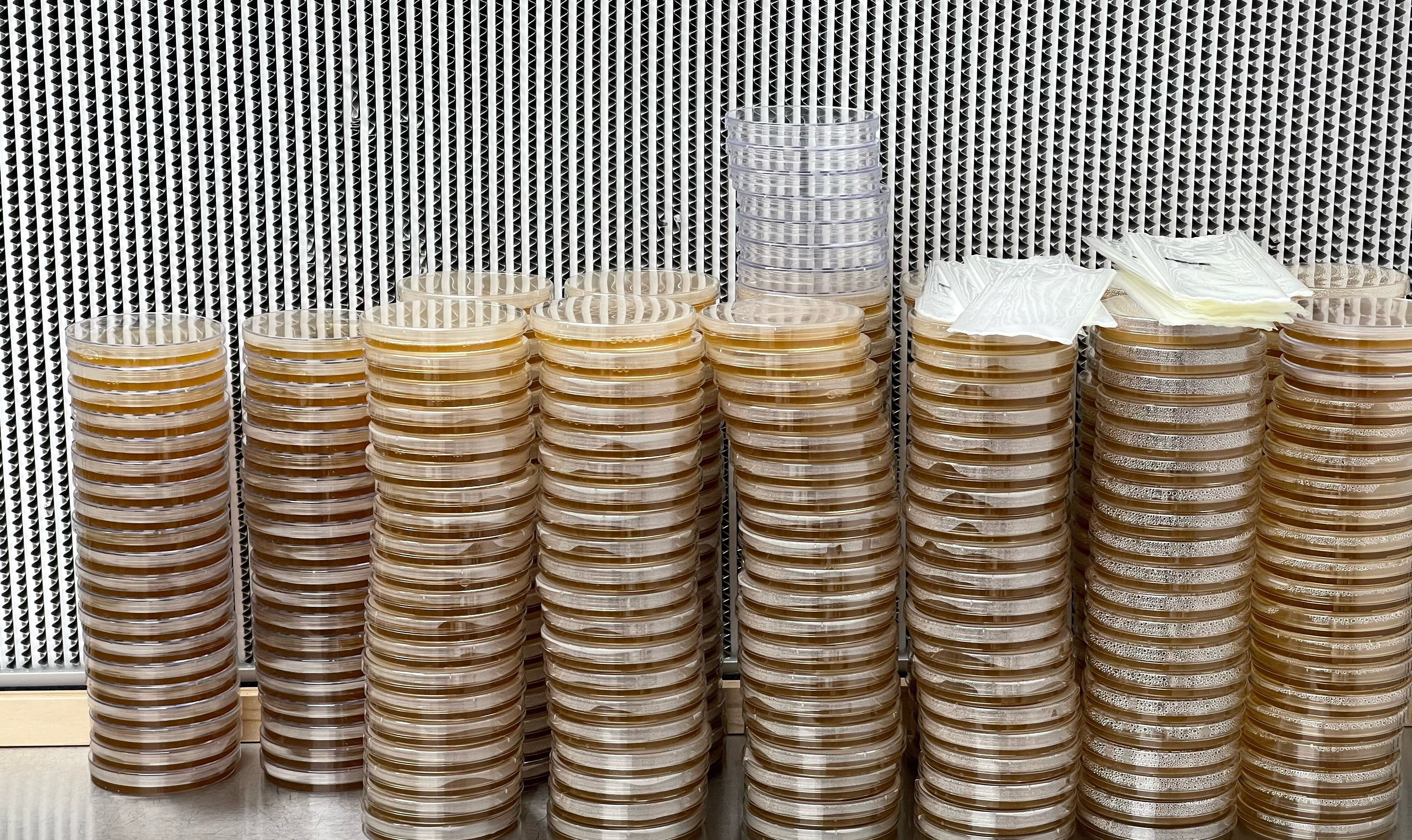 Tall stacks of poured Petri dishes in front of a laboratory filter.