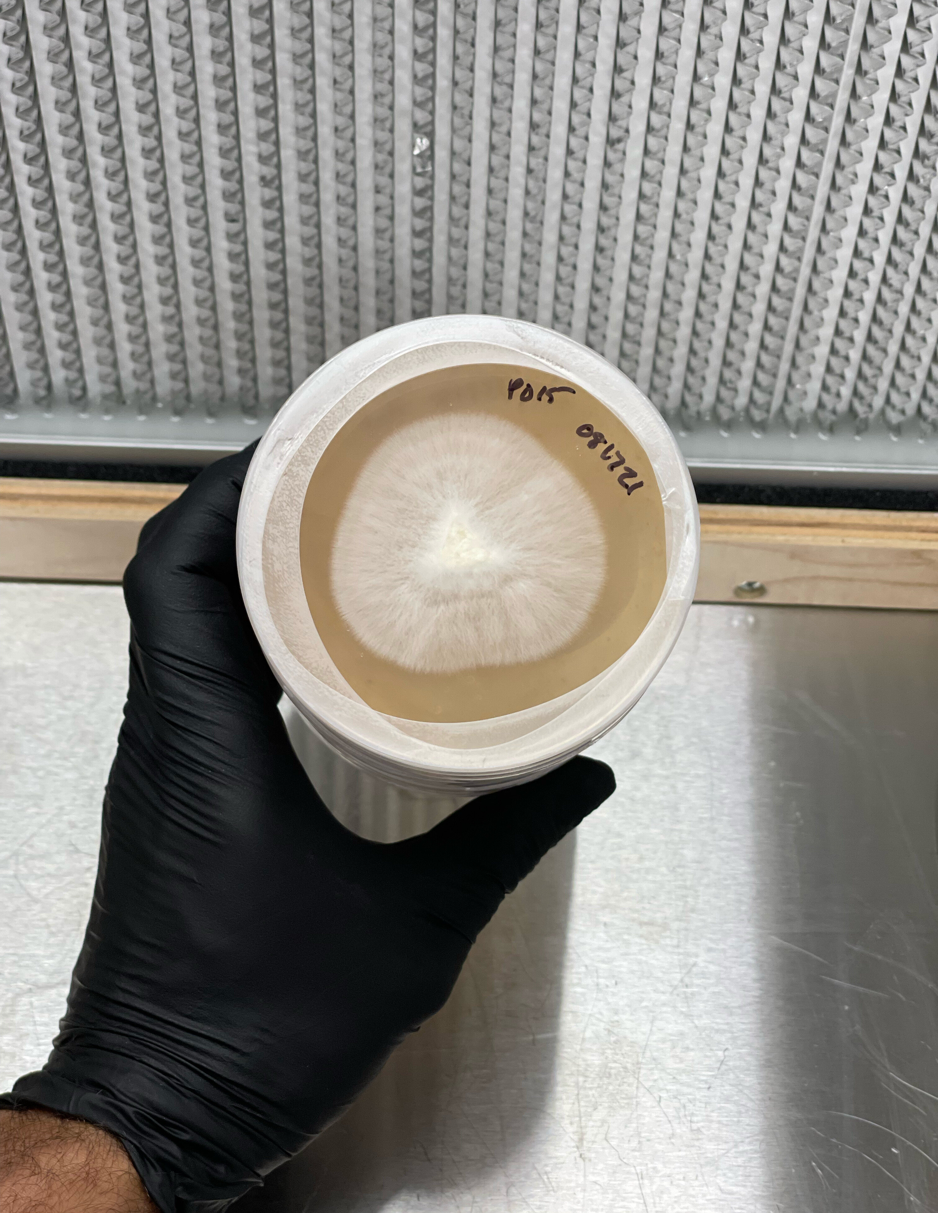 A hand in a black glove holds a stack of culture plates up in front of a laboratory filter; the top plate shows a round white colony of mycelium and a handwritten label.