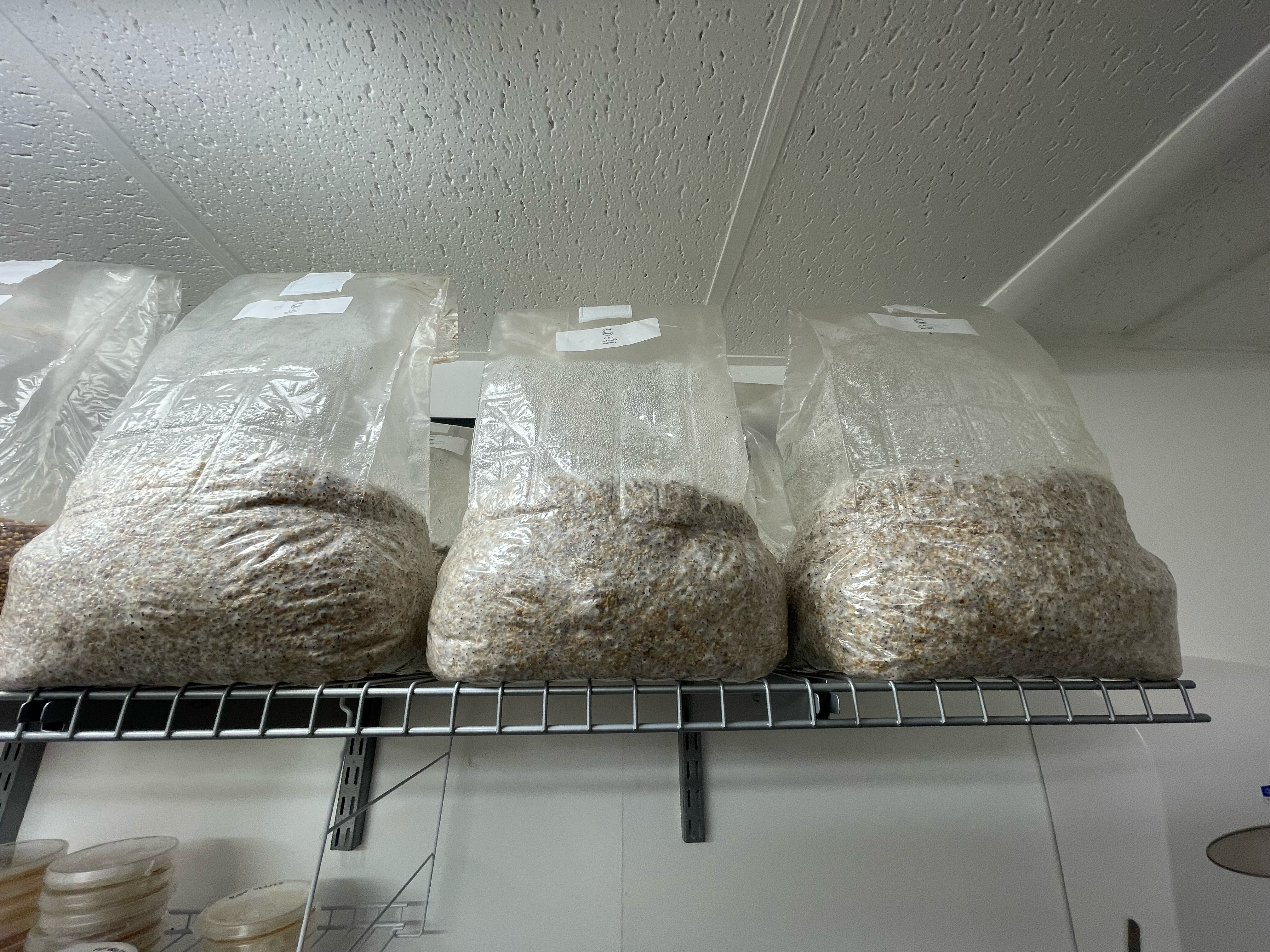 Bags of colonizing grain spawn on wire shelving.