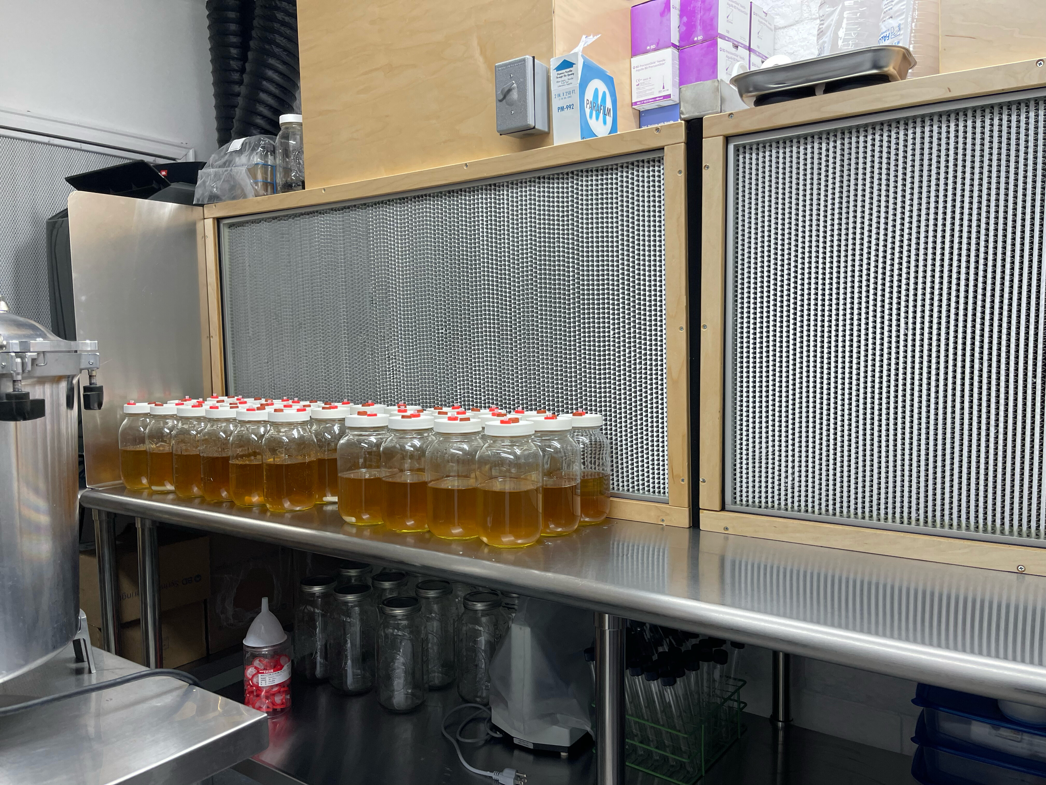 Rows of capped jars of amber liquid culture on a stainless bench in front of filter units.