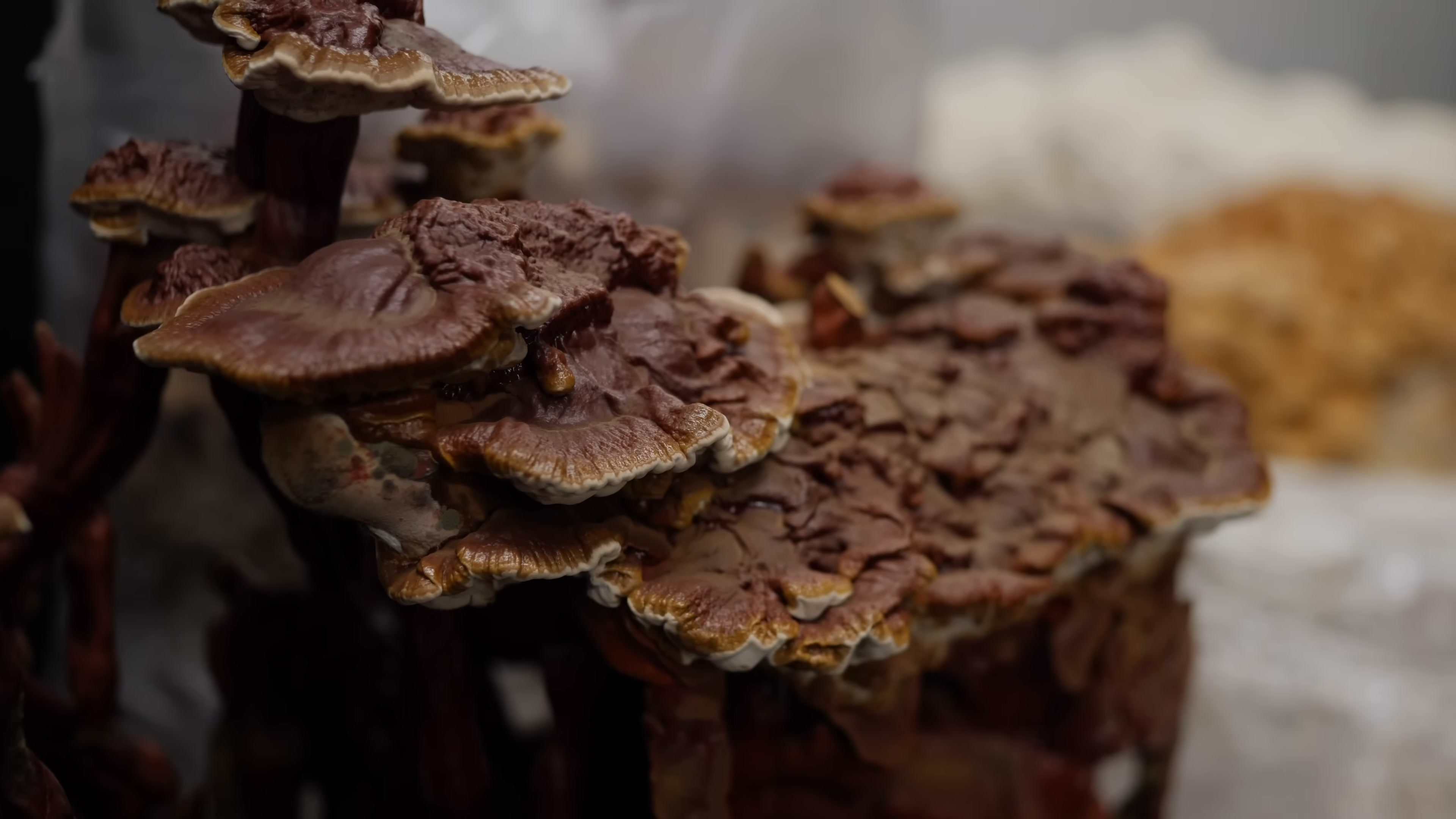 Dark brown shelf-like mushrooms with pale rims extending from a bagged block.