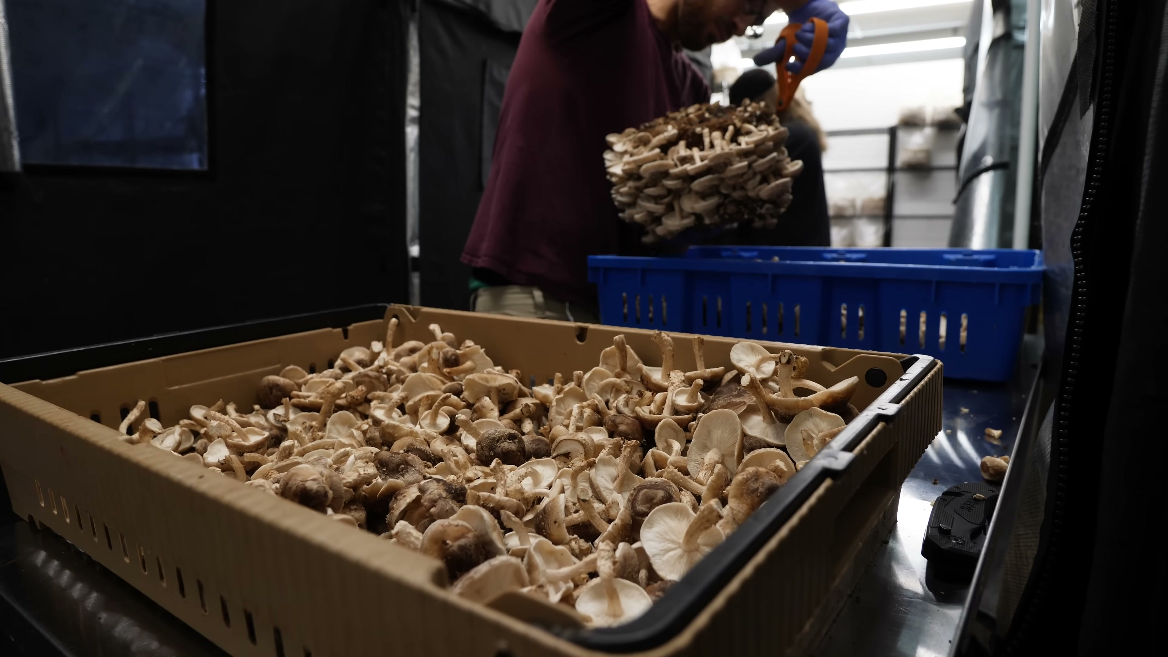 A tray of harvested mushrooms occupies the foreground of a working harvest room.
