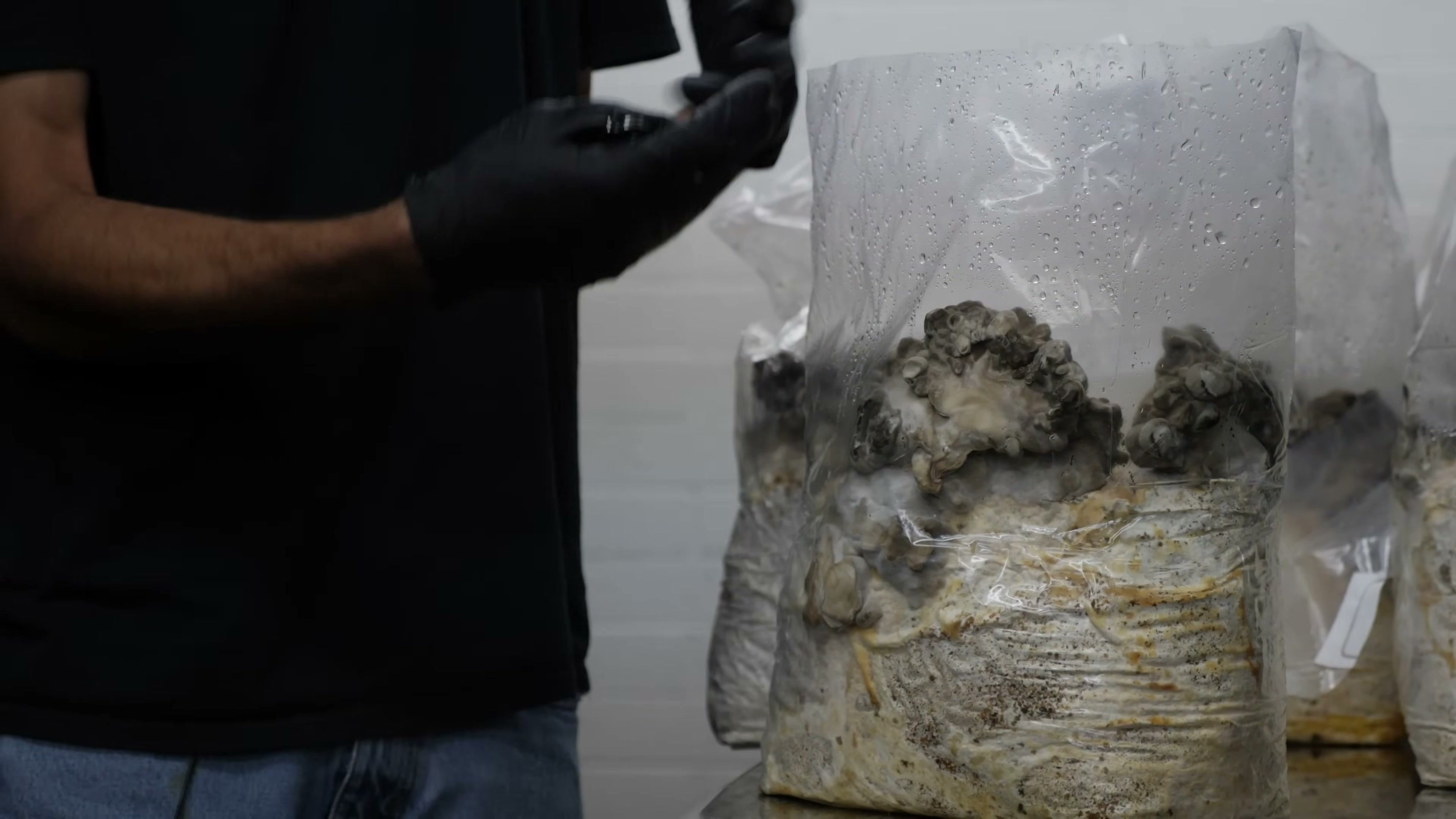 A bagged substrate block stands on a work surface with rounded dark formations near its top.
