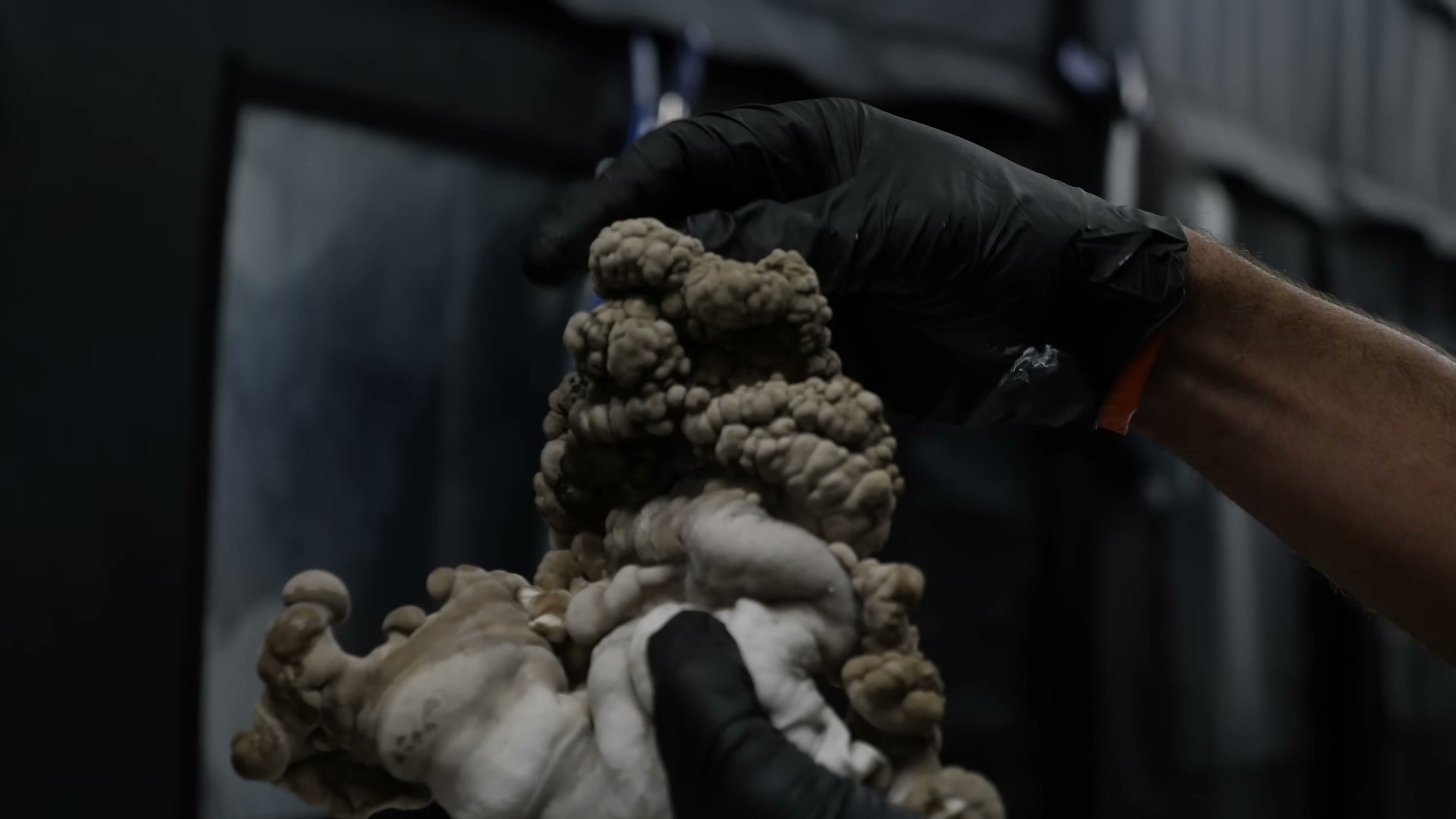 Black-gloved hands hold an irregular mushroom formation with rounded lobes and a pale lower surface.