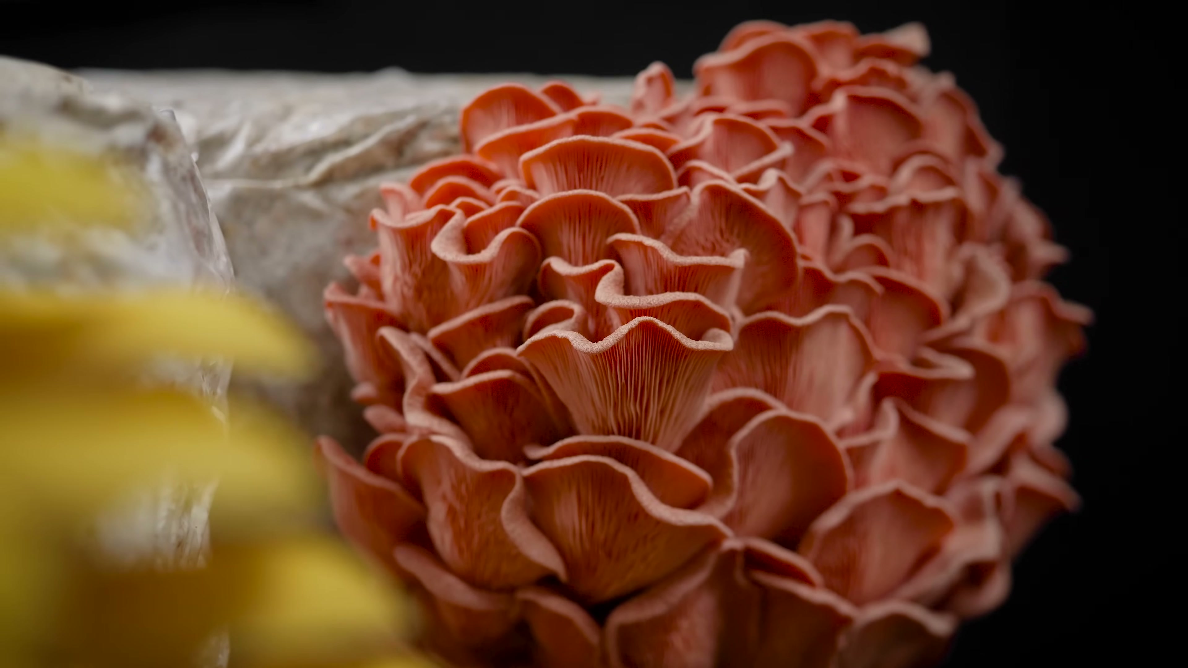 Pink mushroom caps with pale edges and closely spaced gill lines visible underneath.
