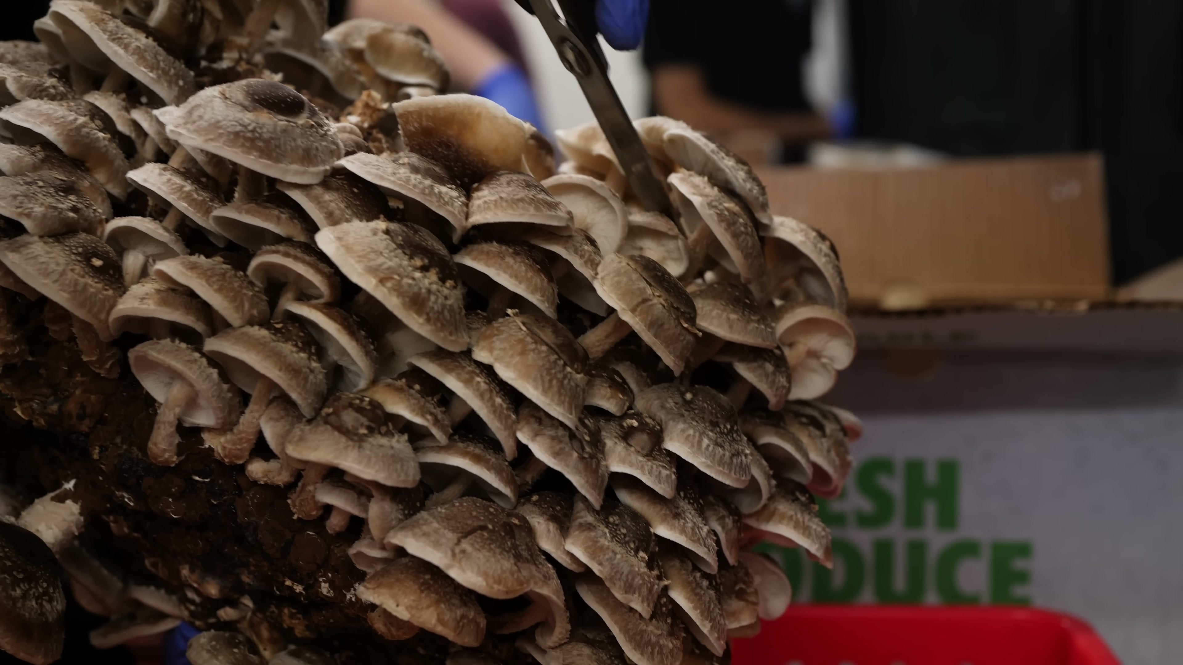 A dense canopy of brown shiitake caps projects from a block held near a workbench.