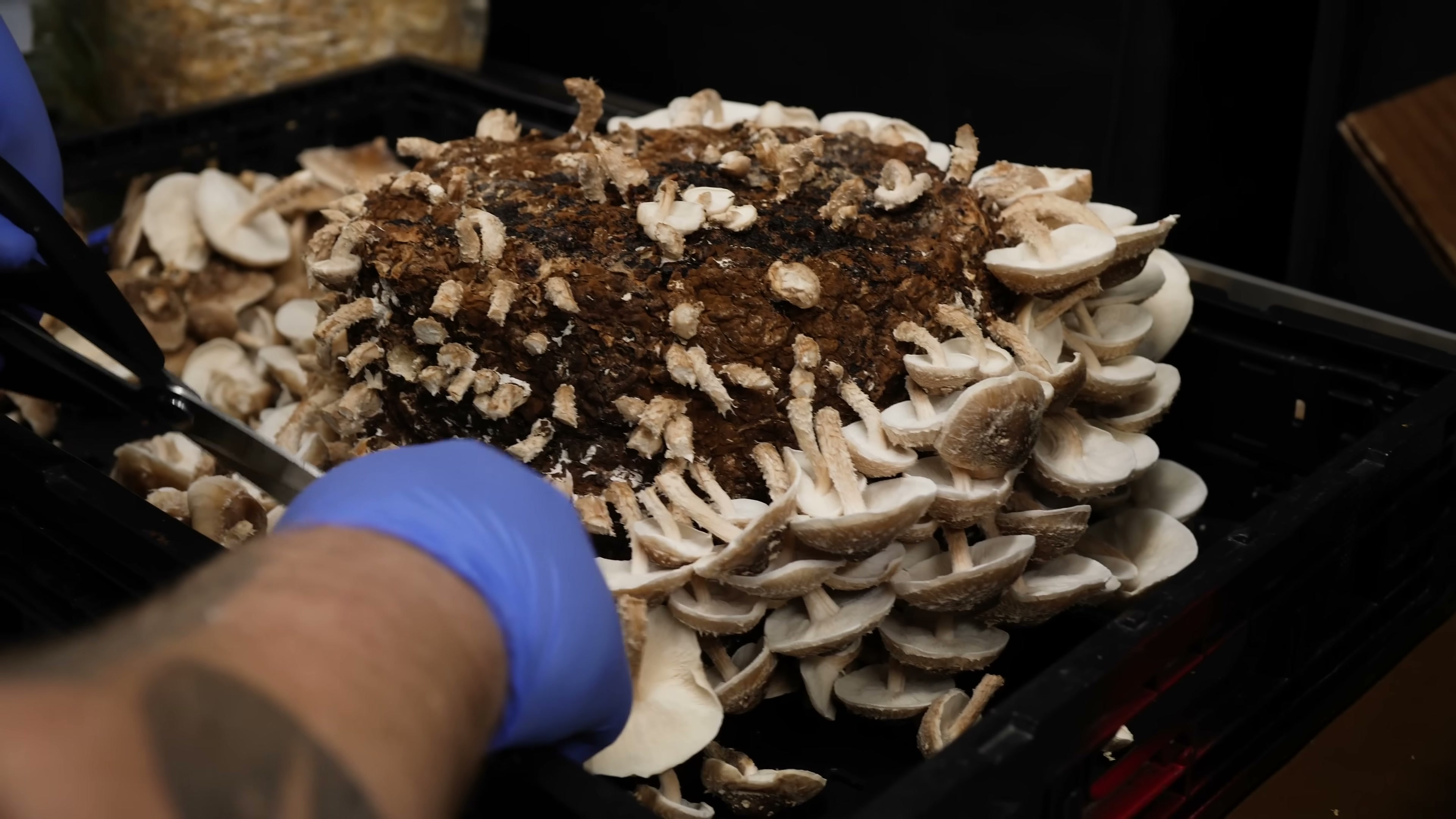 Open scissors and a gloved hand beside exposed mushroom stems on a block, with pale cap undersides around its edge.
