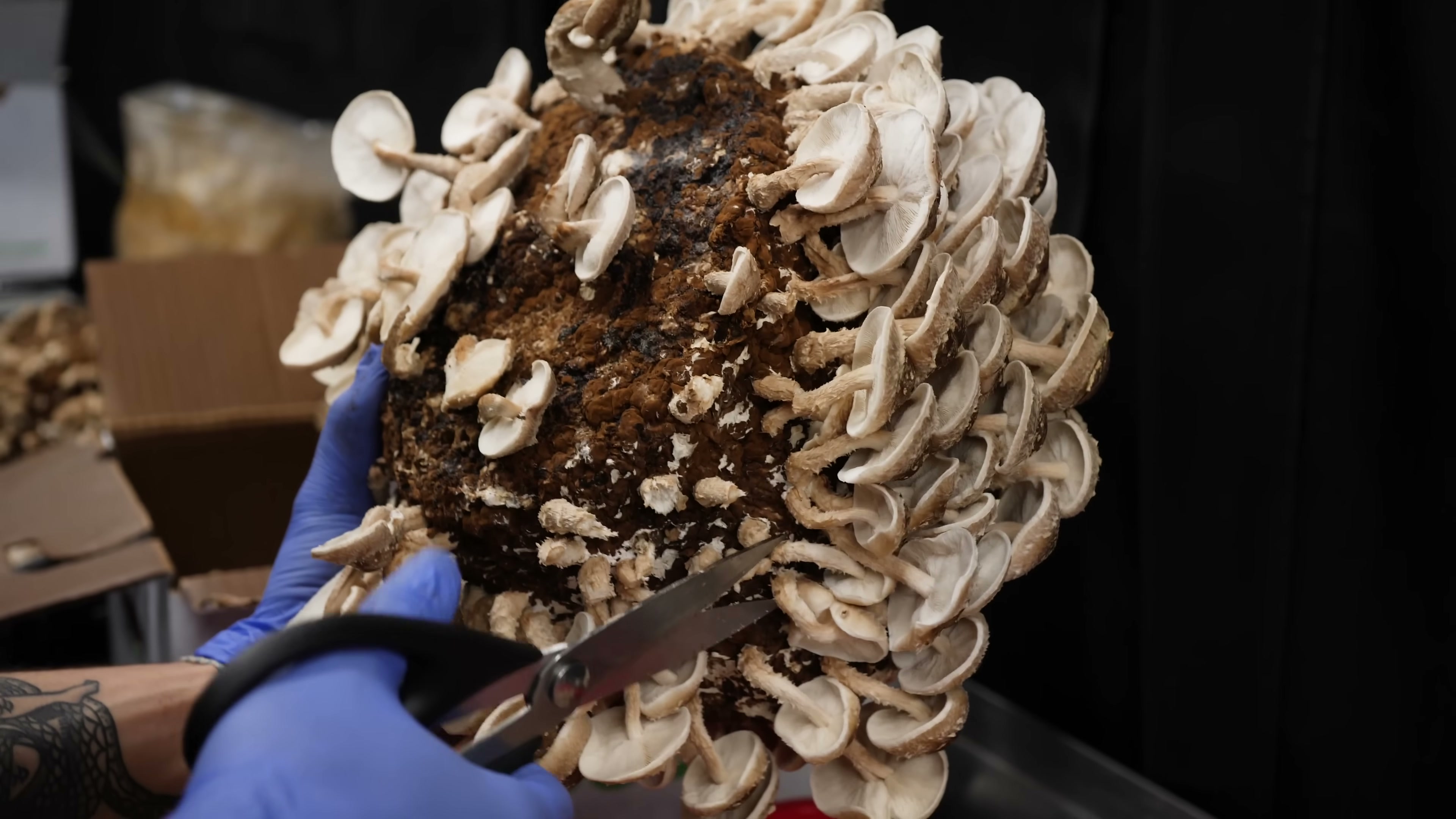 A gloved hand supports a tilted mushroom block with stems and pale cap undersides exposed.