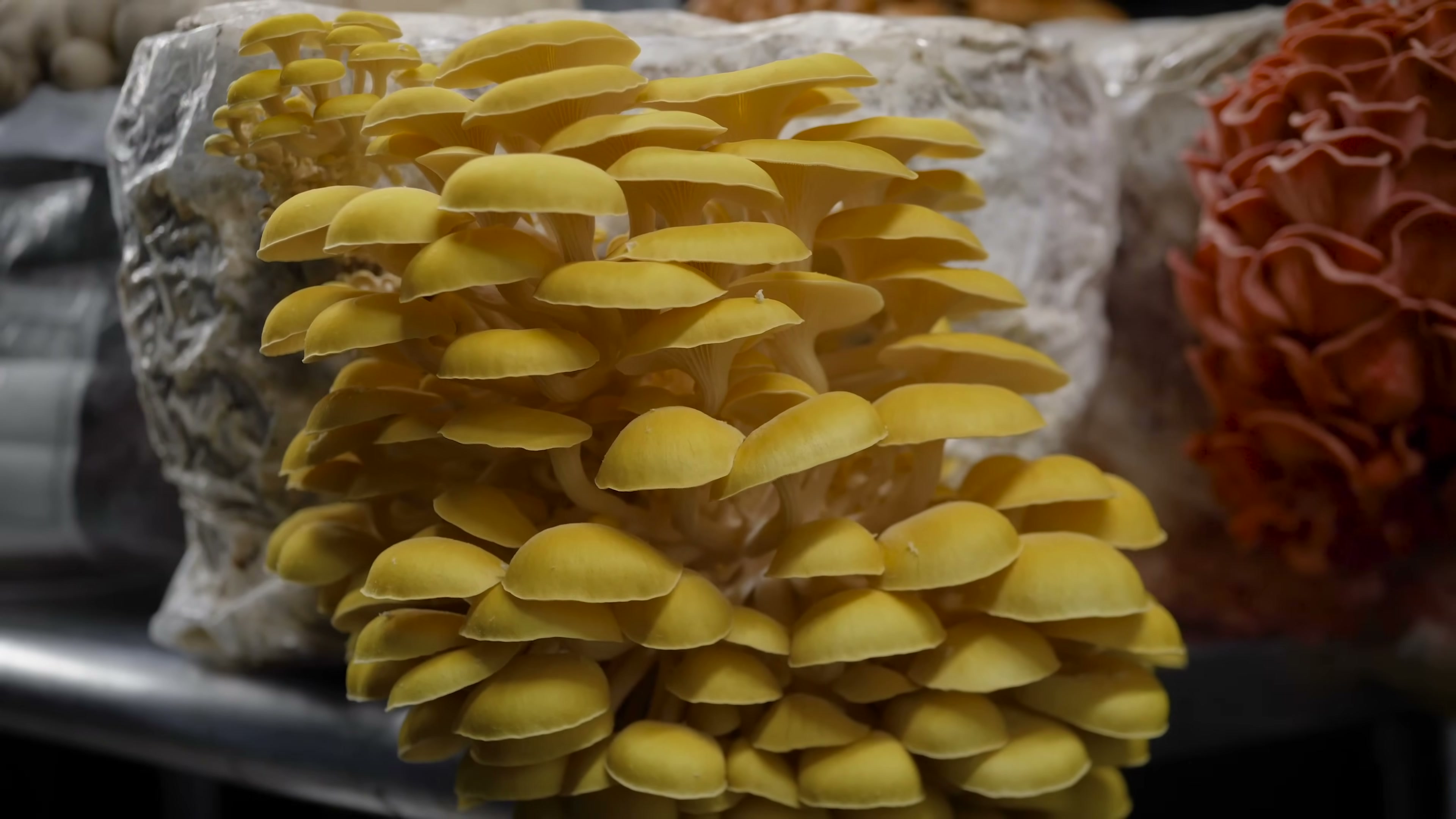 A yellow cluster of overlapping caps beside a pink cluster in a grow room.